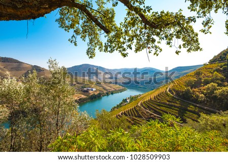 vineyards and the Douro River, Alto Douro Wine Valley Royalty-Free Stock Photo #1028509903