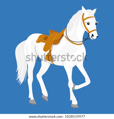 White arabian stallion standing isolated over white background