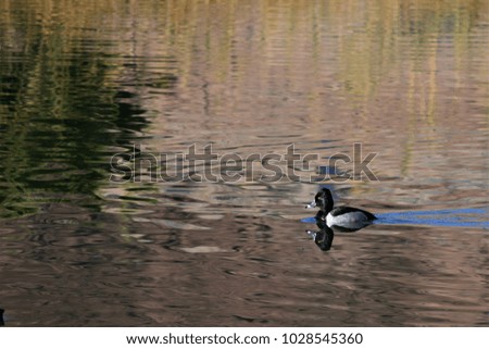 Ring neck duck floating on calm water with reflection.