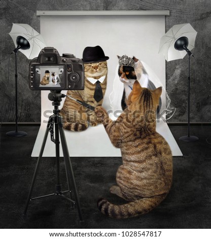 The cat takes pictures of the cat's wedding in his photo studio.