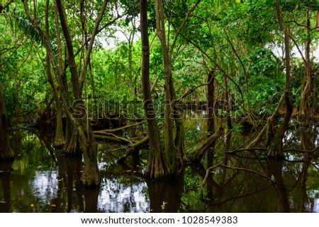 Tropical vegetation in a swamp (Punta Cana, Dominican Republic).