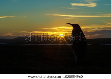 Silhouette of a King penguin on a beach , Falkland islands.