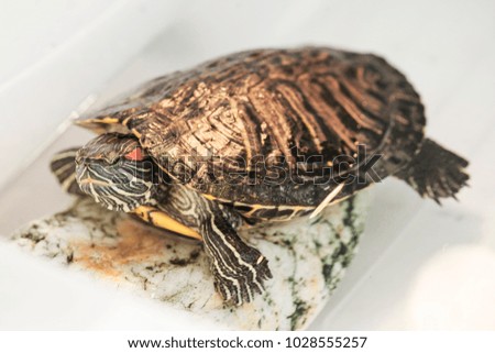 red ear turtle on stone