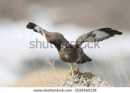 Close up photo of common buzzard take off from the stone with a snow