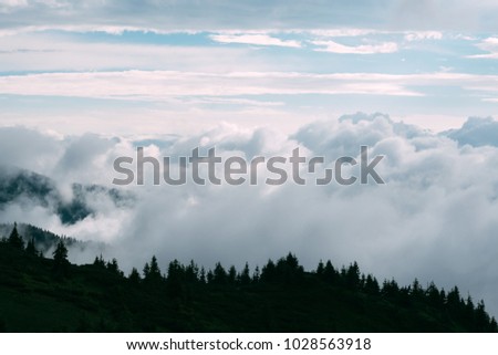 Picturesque summer landscape in foggy day in Carpathian mountains. Lush green forest from pine tree on backgound. Travel background concept