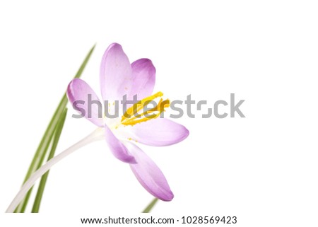 flower and leaves stand on white background