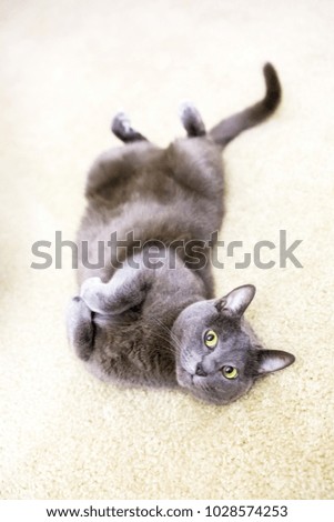 Cute cat laying on the carpet on the back playful ready