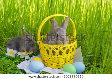 Easter bunnies in Easter basket with easter painted eggs on grass background. Egg hunt concept. Easter bunny with eggs. Bunny and eggs holiday card.
