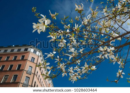 Flowering magnolia in Stockholm on a sunny day