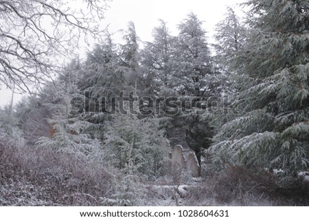 Mountain landscape, trees with snow in winter, snow walk and snowy trails. All frozen, very cold and white trees.