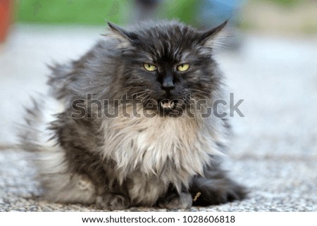 Maine Coon, American Forest Cat