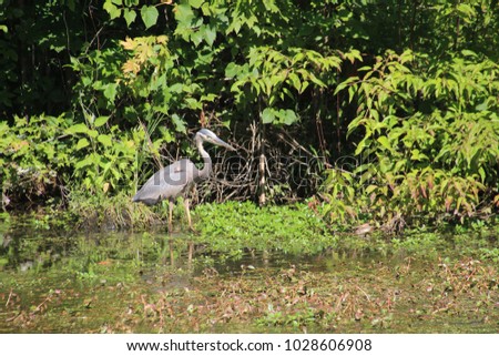 Great Blue Heron watching, stalking and hunting prey/fish to eat in pond 