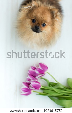red pomeranian dog and a bouguet of purple tupils