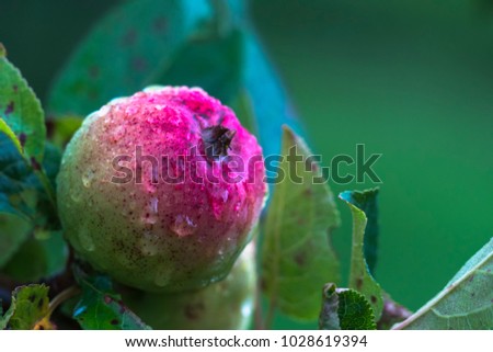 macro photo on one green red ripe apple on tree under rain bokeh background