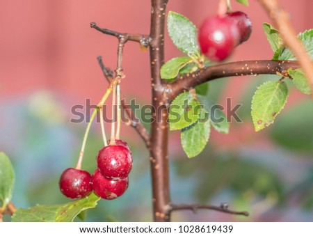 macro photo red cherry berries after rain with water drops bokeh green background