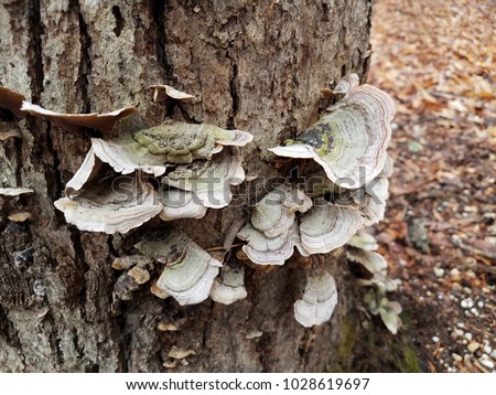 mushrooms or fungus on a tree Royalty-Free Stock Photo #1028619697