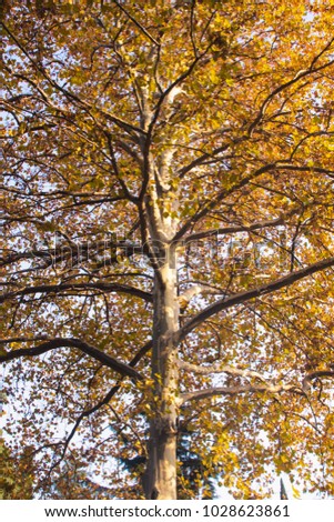 yellow autumn tree 