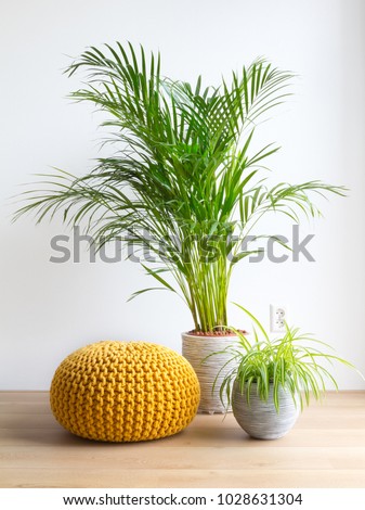 bright living room with palm, spiderplant and pouf indoor Royalty-Free Stock Photo #1028631304