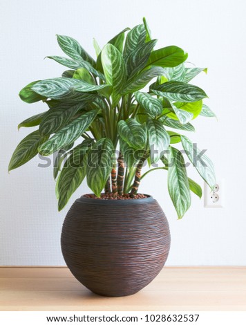 light living room with Aglaonema houseplant and wall socket indoor Royalty-Free Stock Photo #1028632537