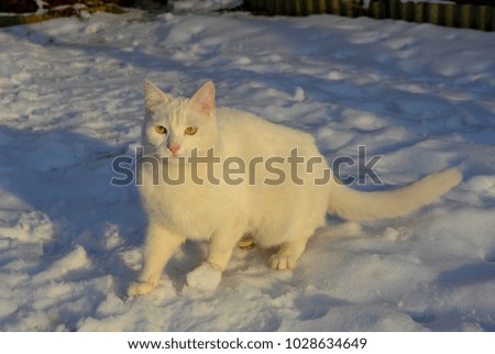 a white cat walks through the snow
