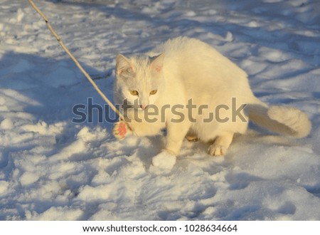 a white cat walks through the snow