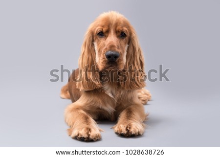 Beautiful 11 month old golden Cocker Spaniel puppy laying down against a grey background