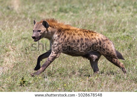 Running hyena in Serengeti National Park in Tanzania