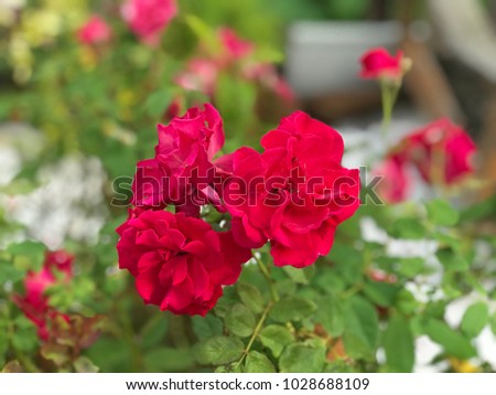 Red roses selective focus bokeh background