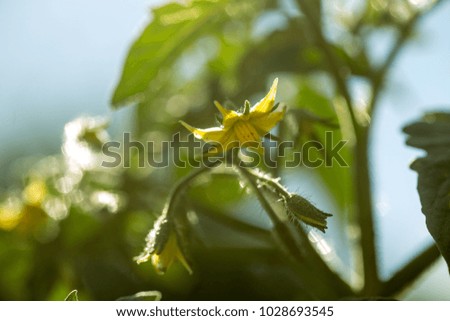 The top of the tomato bush with flowers on the green background of the garden.