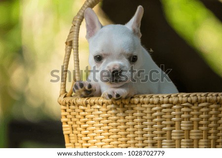 Cute little French bulldog on brown basket with green natue background, close-up shot.