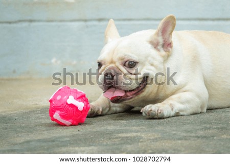 Cute little French bulldog resting on floor, close-up shot.