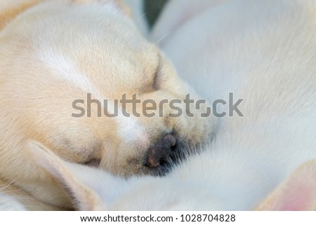 Cute little French bulldog sleeping together, close-up shot.