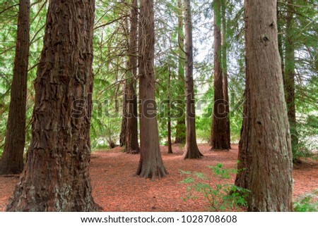 Evergreen trees with orange fallen pine needles covering the ground.
