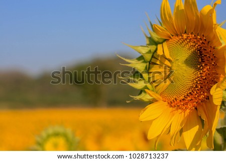 close up growing of the little sunflower in yellow field