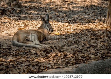 Kangaroo lie down on the ground