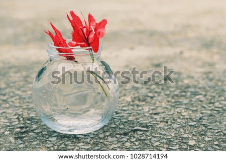 Red flower in transparent glass jar with sunlight in the early morning