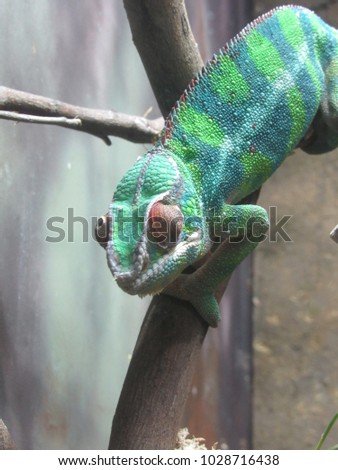 Panther Chameleon (Furcifer pardalis) climbing on branches in an exhibit 