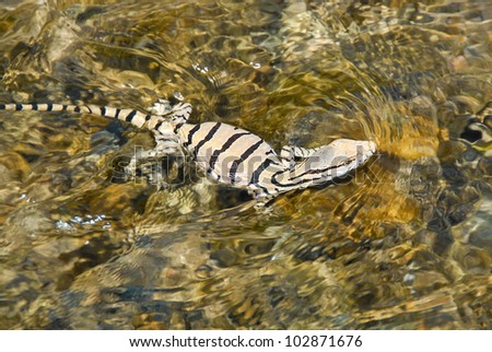 A  gray lizard floats in water