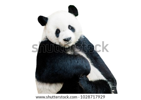 Adorable giant panda facing camera isolated over white