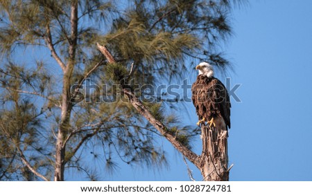 Adult bald eagle Haliaeetus leucocephalus stands guard near his nest on Marco Island, Florida in the winter.