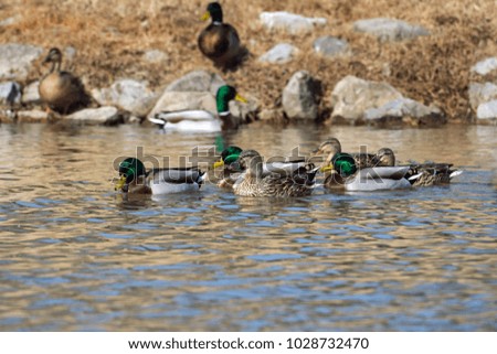 Mallard Ducks swimming on lake