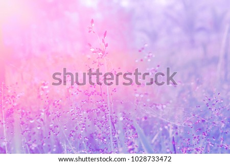 soft focus  grass flower with drops dew  pastel color filter effect  outdoor  relax photo