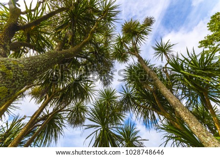 The cabbage tree is one of the most distinctive trees in the New Zealand landscape; One Tree Hill Park, Auckland New Zealand; Native Plants Royalty-Free Stock Photo #1028748646