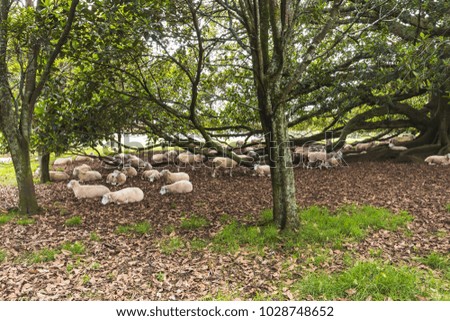 Sheep Flock Resting under Tree at One Tree Hill Park; Farm Animal; Auckland New Zealand