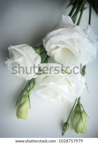 Three White Roses on White