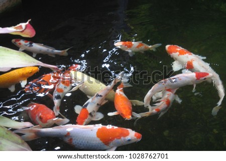 Many beautiful koi fish in the pond at home.