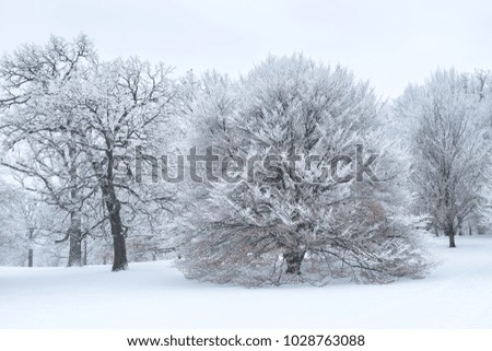 An idyllic winter scene after a heavy snowfall cloaks the landscape in a blanket of white.