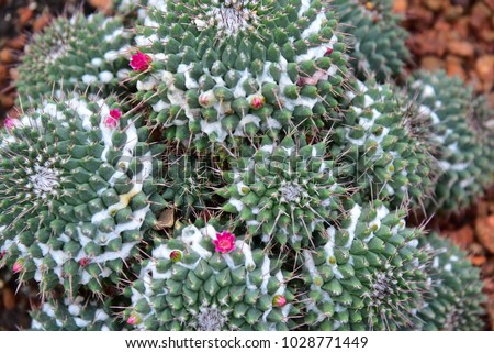 photographed a cactus (Squeezed warts cactus - Mammillaria compressa) from above, Close up beautiful Cactus Family,  Mammillaria compressa.