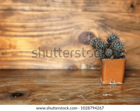 Fresh green Cactus in a orange plastic pot on the wooden Background, Vintage style