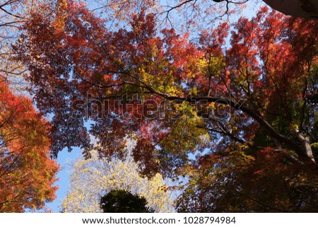 Bright red leaves